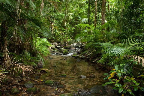 Cairns Reef And Rainforest Combo: Daintree Rainforest And The Great Barrier Reef - Accommodation Georgetown 1