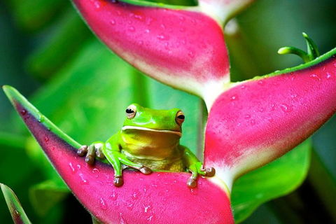 Cape Tribulation, Mossman Gorge, And Daintree Rainforest Premium Day Tour - Accommodation Georgetown 0
