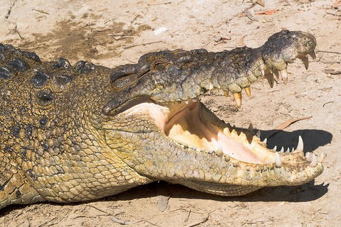 Cape Tribulation, Mossman Gorge, And Daintree Rainforest Premium Day Tour - Accommodation Georgetown 1