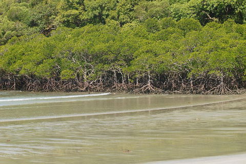 Cape Tribulation, Mossman Gorge, And Daintree Rainforest Premium Day Tour - Accommodation Georgetown 4