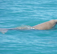 Snubfin Dolphin Eco Cruise from Broome - Accommodation Georgetown