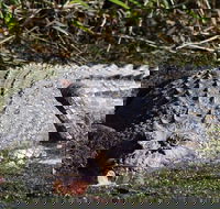 Full Day Tour in the Daintree - Accommodation Georgetown