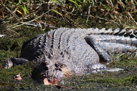 Full Day Tour In The Daintree - Accommodation Georgetown 0