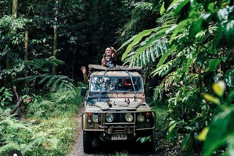 Full Day Tour In The Daintree - Accommodation Georgetown 4