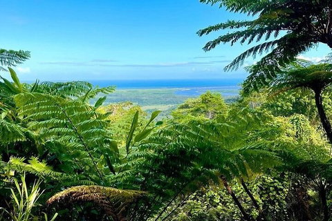 Full Day Tour In The Daintree - Accommodation Georgetown 5