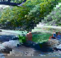 Afternoon Half-Day Daintree Rainforest and River Tour - Accommodation Georgetown