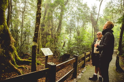 Full-day Springbrook National Park Tour From The Gold Coast - Accommodation Georgetown 1