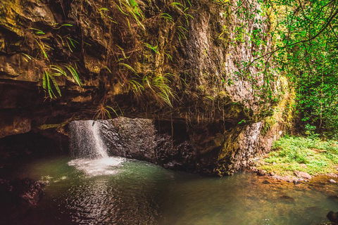 Full-day Springbrook National Park Tour From The Gold Coast - Accommodation Georgetown 4