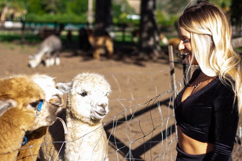 O'Reilly's & Lamington National Park Incl. Alpaca Farm + Vineyard - Accommodation Georgetown 3