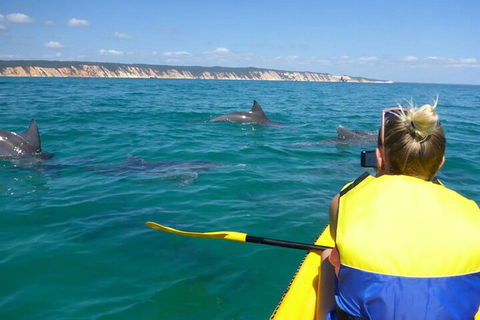 Kayak With Dolphins And 4WD Great Beach Drive Day Trip From Noosa - Accommodation Georgetown 1