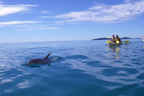 Kayak With Dolphins And 4WD Great Beach Drive Day Trip From Noosa - Accommodation Georgetown 2