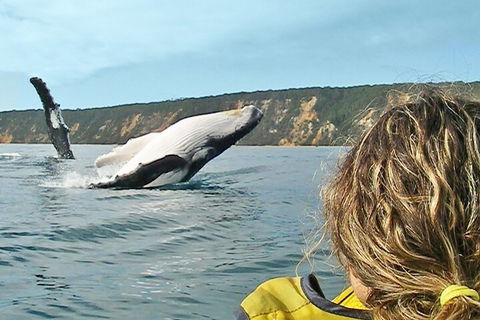 Kayak With Dolphins And 4WD Great Beach Drive Day Trip From Noosa - Accommodation Georgetown 3