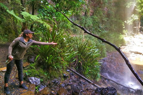 Rainforest & Waterfalls Extravaganza - Accommodation Georgetown 4