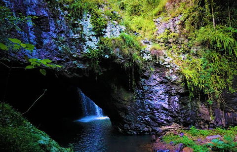 Rainforest & Waterfalls Extravaganza - Accommodation Georgetown 5