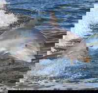 Noosa Oceanrider Scenic Dolphin Safari - Accommodation Georgetown