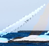 2-Hour Guided Whale Watching Tour at Noosa - Accommodation Georgetown