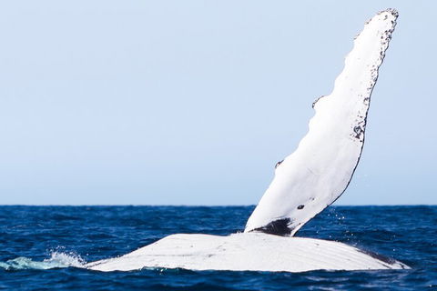 2-Hour Guided Whale Watching Tour At Noosa - Accommodation Georgetown 0