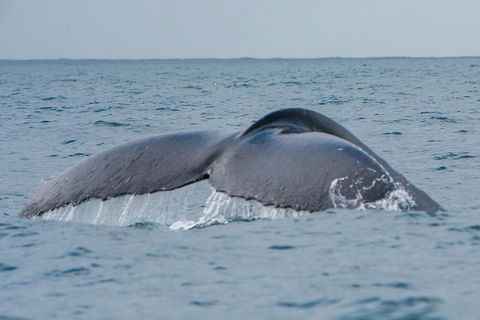 2-Hour Guided Whale Watching Tour At Noosa - Accommodation Georgetown 1