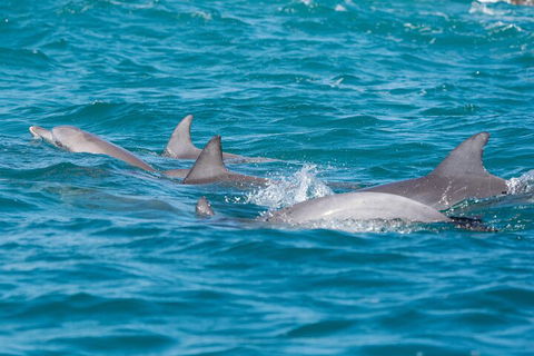 2-Hour Guided Whale Watching Tour At Noosa - Accommodation Georgetown 2