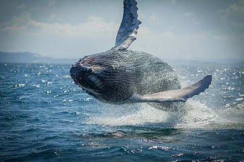2-Hour Guided Whale Watching Tour At Noosa - Accommodation Georgetown 3