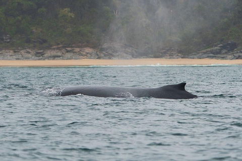 2-Hour Guided Whale Watching Tour At Noosa - Accommodation Georgetown 5