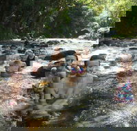 Daintree Rainforest Cape Tribulation Mossman Gorge Small-Group Day Tour - Accommodation Georgetown