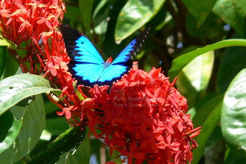 Daintree Rainforest, Cape Tribulation, Mossman Gorge Small-Group Day Tour - Accommodation Georgetown 2