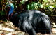 Daintree Rainforest, Cape Tribulation, Mossman Gorge Small-Group Day Tour - thumb 3