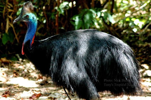 Daintree Rainforest, Cape Tribulation, Mossman Gorge Small-Group Day Tour - Accommodation Georgetown 3