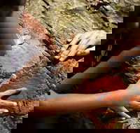 Ngana Julaymba Dungay - Half Day - Accommodation Georgetown