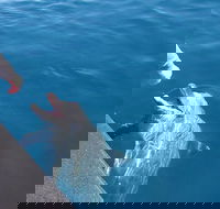 Noosa Thriller - 500hp Ocean Adventure Ride - Accommodation Georgetown