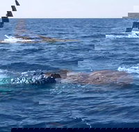 Noosa Whale Watching - Accommodation Georgetown