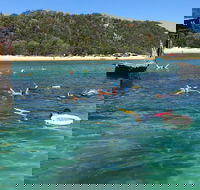 All Inclusive Dolphin and Tangalooma Wrecks Cruise - Accommodation Georgetown