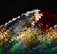 Sydney Taronga Zoo General Entry Ticket - Accommodation Georgetown