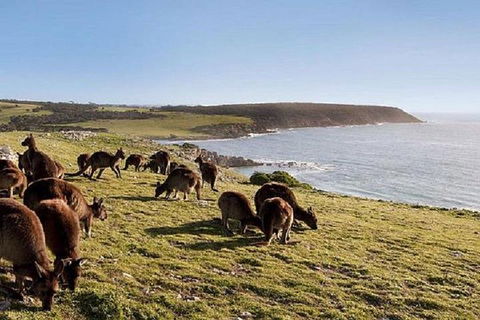 Kangaroo Island Personal Group Tours - Accommodation Georgetown 0