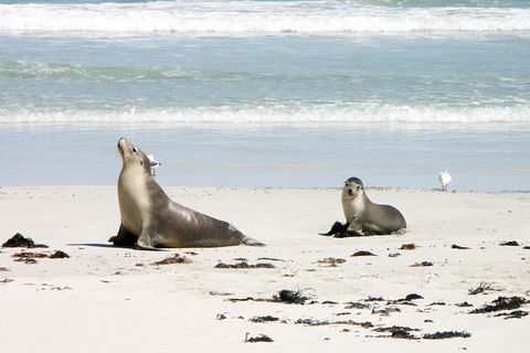 Kangaroo Island Personal Group Tours - Accommodation Georgetown 3