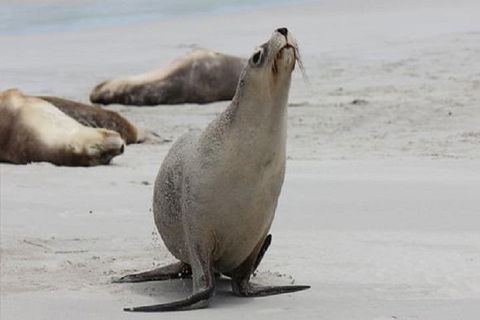 Kangaroo Island Personal Group Tours - Accommodation Georgetown 4