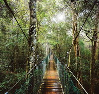 O'Reilly's  Lamington National Park from Gold Coast - Accommodation Georgetown