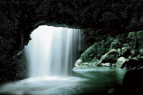 Natural Bridge Glow Worm Night Tour From Gold Coast - Accommodation Georgetown 0