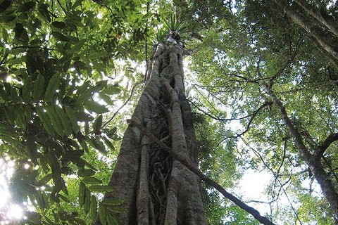 Natural Bridge Glow Worm Night Tour From Gold Coast - Accommodation Georgetown 1