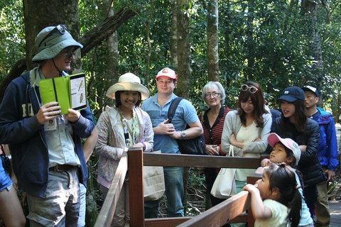 Natural Bridge Glow Worm Night Tour From Gold Coast - Accommodation Georgetown 4