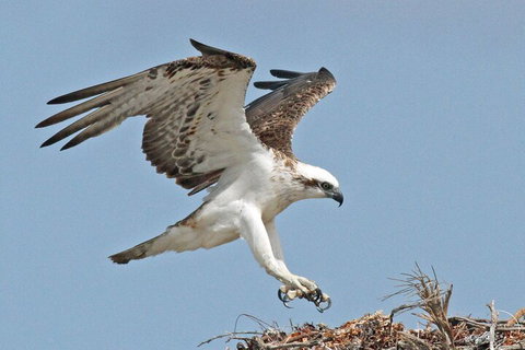 Shipwreck Special Nature Tour/Half Day Tour - Accommodation Georgetown 4