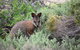 Pink Lake + Abrolhos Islands Nature Tour - thumb 1