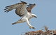 Pink Lake + Abrolhos Islands Nature Tour - thumb 3