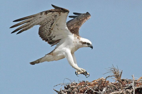 Pink Lake + Abrolhos Islands Nature Tour - Accommodation Georgetown 3