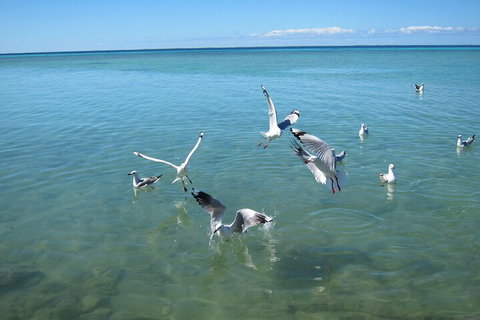Pink Lake + Abrolhos Islands Nature Tour - Accommodation Georgetown 5