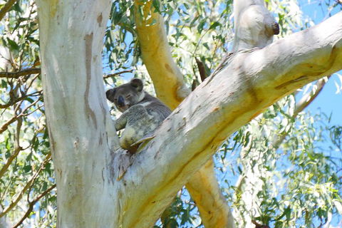 Best Of Moreton Bay Cruise - Accommodation Georgetown 2