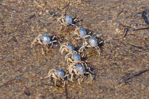Best Of Moreton Bay Cruise - Accommodation Georgetown 3
