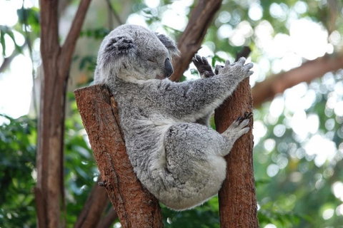 Small-Group Blue Mountains Tour With A Local Guide - Accommodation Georgetown 2