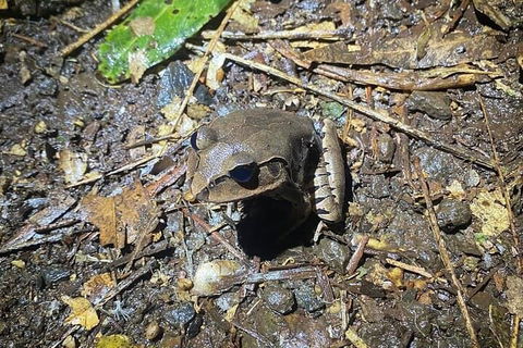 Evening Rainforest & Glow Worm Experience - Accommodation Georgetown 1